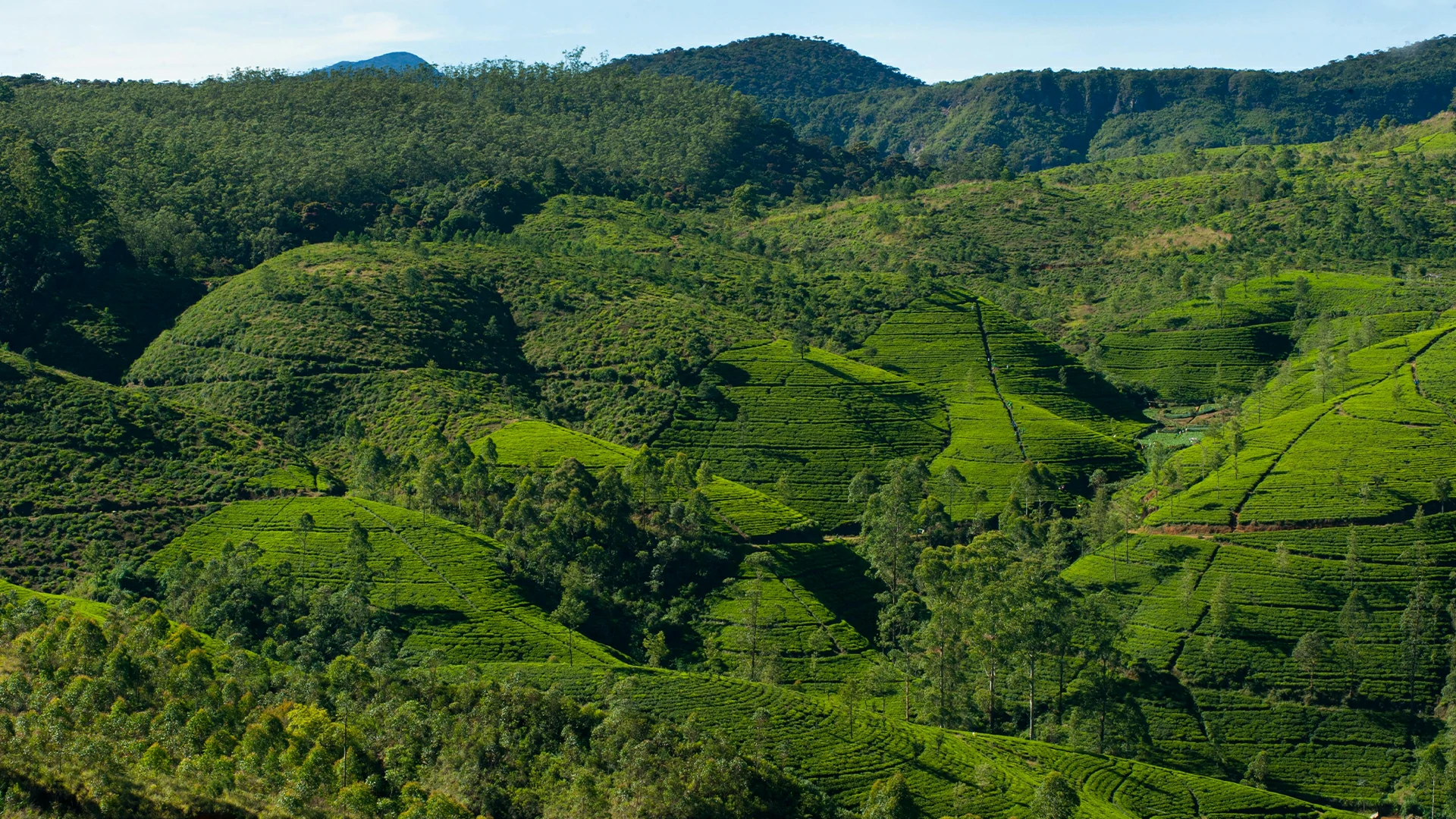 Nuwara Eliya Tea Plantations